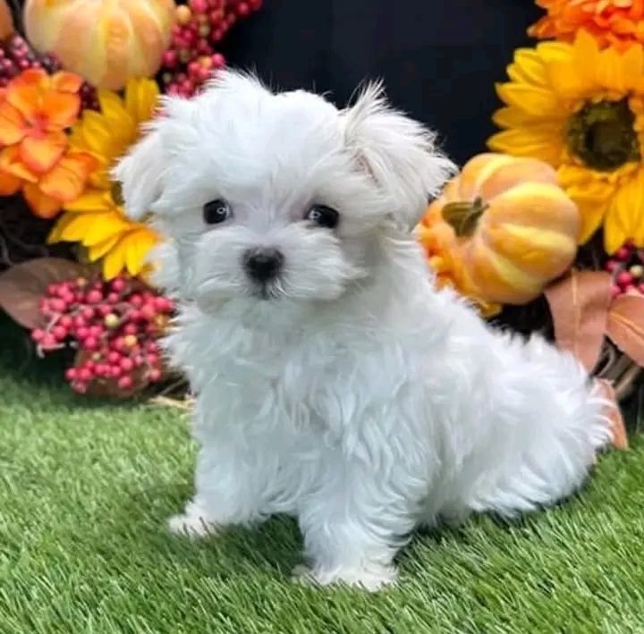 Maltese puppies for adoption(cynthiamorgan1132@gmail.com) Image eClassifieds4u