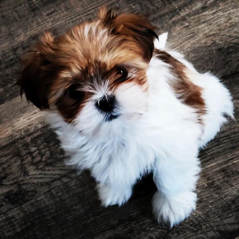 🟥🍁🟥 HYPOALLERGENIC MORKIE PUPPIES 🐶🐶 SEEKING A GOOD HOME🟥🍁🟥 Image eClassifieds4u
