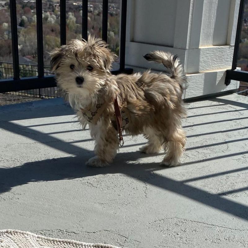 🟥🍁🟥 HYPOALLERGENIC MORKIE PUPPIES 🐶🐶 SEEKING A GOOD HOME🟥🍁🟥 Image eClassifieds4u