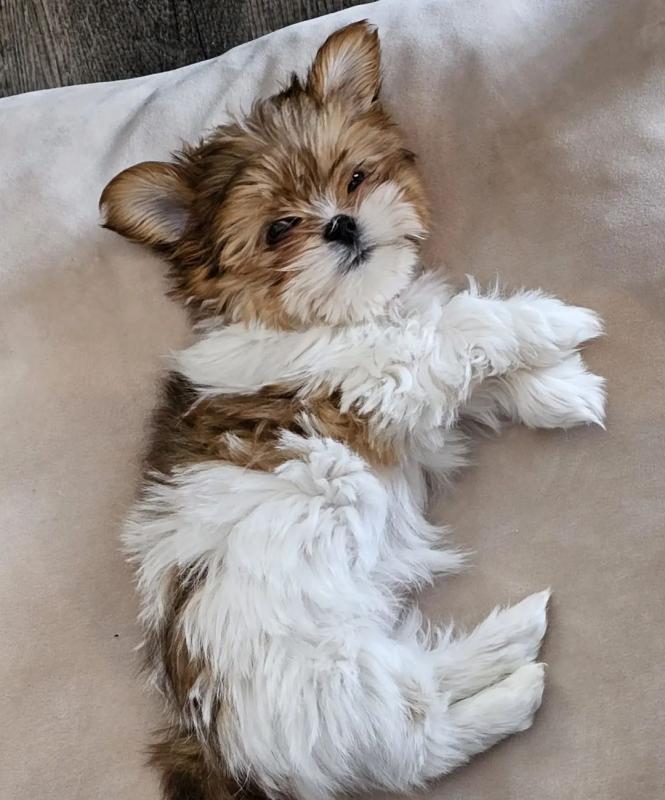 🟥🍁🟥 HYPOALLERGENIC MORKIE PUPPIES 🐶🐶 SEEKING A GOOD HOME🟥🍁🟥 Image eClassifieds4u