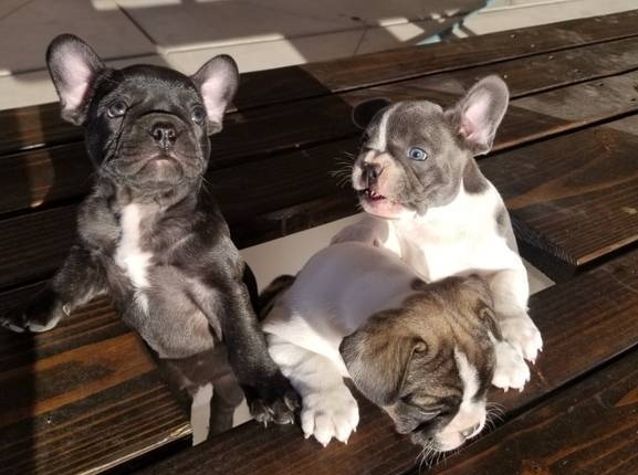 litter of lovely French bulldogs Image eClassifieds4u