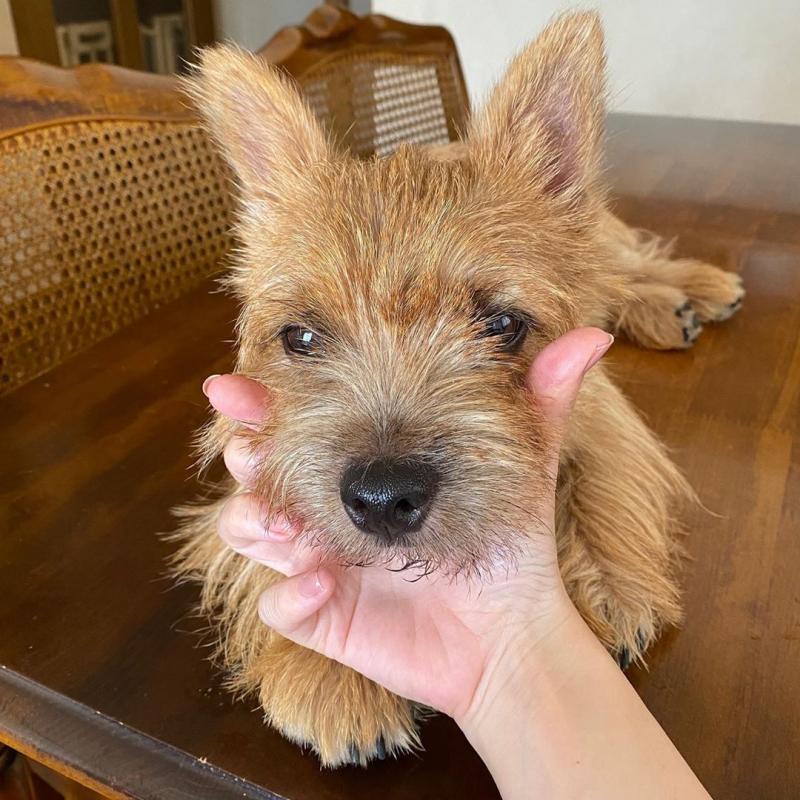 🟥🍁🟥 NORWICH TERRIER PUPPIES FOR RE-HOMING 🟥🍁🟥 Image eClassifieds4u