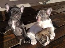 litter of lovely French bulldogs