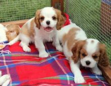 4 b Cavalier King Charles Pups Ready Today