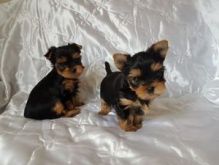 Adorable outstanding Yorkie puppies ready