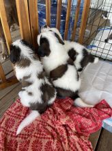 Adorable Saint Bernard Puppies for adoption.