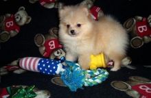 Beautiful litter of pure bred,Teacup Pomeranian Puppies
