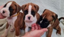 Both male and female Boxer puppies
