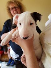 Demaris English Bull Terrier Puppies