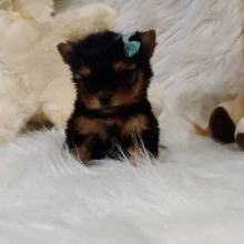 Excellence lovely Male and Female Yorkie Puppies for adoption