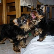 Excellence lovely Male and Female Yorkie Puppies for adoption