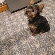 Excellence lovely Male and Female Yorkie Puppies for adoption