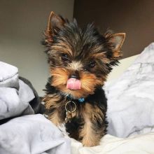 Excellence lovely Male and Female Yorkie Puppies for adoption