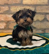 Excellence lovely Male and Female Yorkie Puppies for adoption
