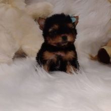 Excellence lovely Male and Female Yorkie Puppies for adoption