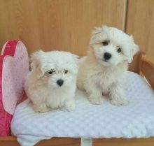 Extensive Health Test Maltese White Puppys