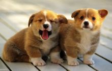 gti mo two Beautiful Pembroke Welsh Corgi puppies