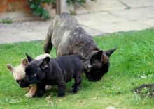 ready KC quality French Bulldog Puppies