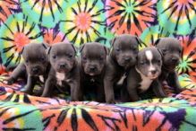 Staffordshire Bull Terrier Pups