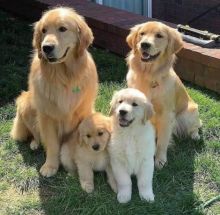 Sweet and lovely Golden Retriever puppies