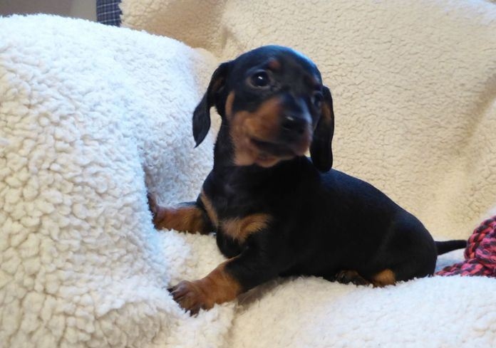 2 beautiful babies Looking Dachshund Image eClassifieds4u
