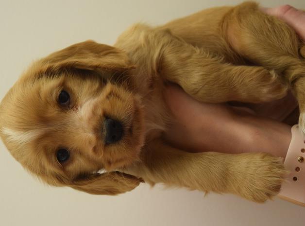 announce our beautiful litter spaniel Image eClassifieds4u