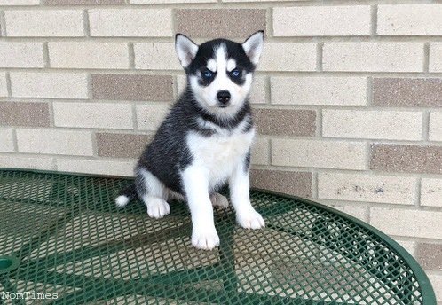 emirate Blue Eyes Siberian Husky Puppies Image eClassifieds4u