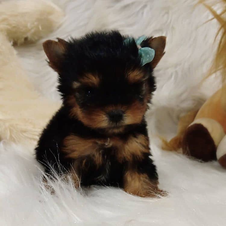 Excellence lovely Male and Female Yorkie Puppies for adoption Image eClassifieds4u