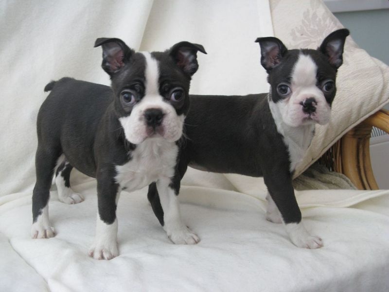 Here we have a lovely litter of 7 Boston terrier puppies Image eClassifieds4u