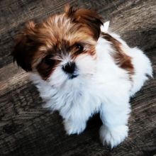 🟥🍁🟥 HYPOALLERGENIC MORKIE PUPPIES 🐶🐶 SEEKING A GOOD HOME🟥🍁🟥 Image eClassifieds4u 3