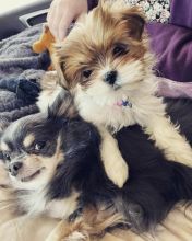 🟥🍁🟥 HYPOALLERGENIC MORKIE PUPPIES 🐶🐶 SEEKING A GOOD HOME🟥🍁🟥 Image eClassifieds4u 3