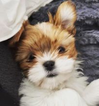 🟥🍁🟥 HYPOALLERGENIC MORKIE PUPPIES 🐶🐶 SEEKING A GOOD HOME🟥🍁🟥 Image eClassifieds4u 2