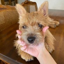 🟥🍁🟥 NORWICH TERRIER PUPPIES FOR RE-HOMING 🟥🍁🟥 Image eClassifieds4u 2