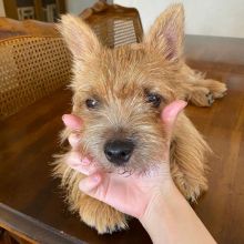 π₯ππ₯ NORWICH TERRIER PUPPIES FOR RE-HOMINGπ₯ππ₯ Image eClassifieds4u 2