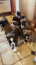 3 boys5 girls Purple Boxer Pups Image eClassifieds4U