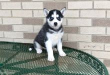 emirate Blue Eyes Siberian Husky Puppies Image eClassifieds4U