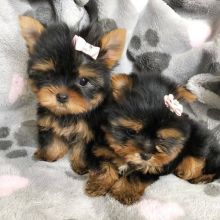 Excellence lovely Male and Female Yorkie Puppies for adoption Image eClassifieds4U