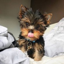 Excellence lovely Male and Female Yorkie Puppies for adoption Image eClassifieds4U