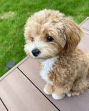 Maltipoo puppies for adoption(suzanmoore73@gmail.com) Image eClassifieds4U