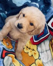 sali stunning litter of golden retriever puppies Image eClassifieds4U