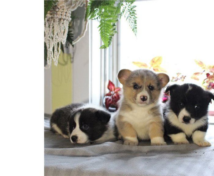 ready and sweet Welsh Pembroke Corgis Puppies Image eClassifieds4u