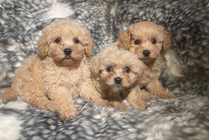 Science Plan Lamb puppy Maltipoos Image eClassifieds4u