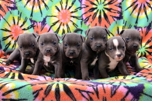 Staffordshire Bull Terrier Pups Image eClassifieds4u