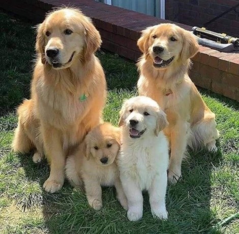 Sweet and lovely Golden Retriever puppies Image eClassifieds4u