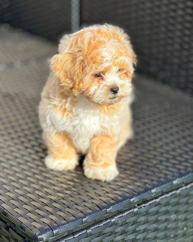 💗💕💗 HYPOALLERGENIC SHIHPOO PUPPIES ✅💯 READY TO GO NOW 🟥🍁🟥 Image eClassifieds4u