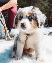 Australian Shepherd Male and Female Puppies For Adoption