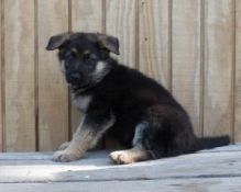 Potty Trained German Shepherd puppies for adoption with all papers