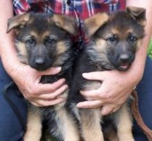 We have very playful German Shepherd puppies looking for new homes.