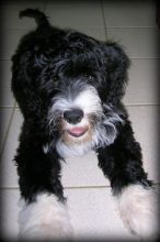 Portuguese water dog puppies for adoption