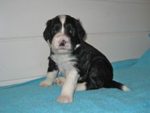 Portuguese water dog puppies for adoption